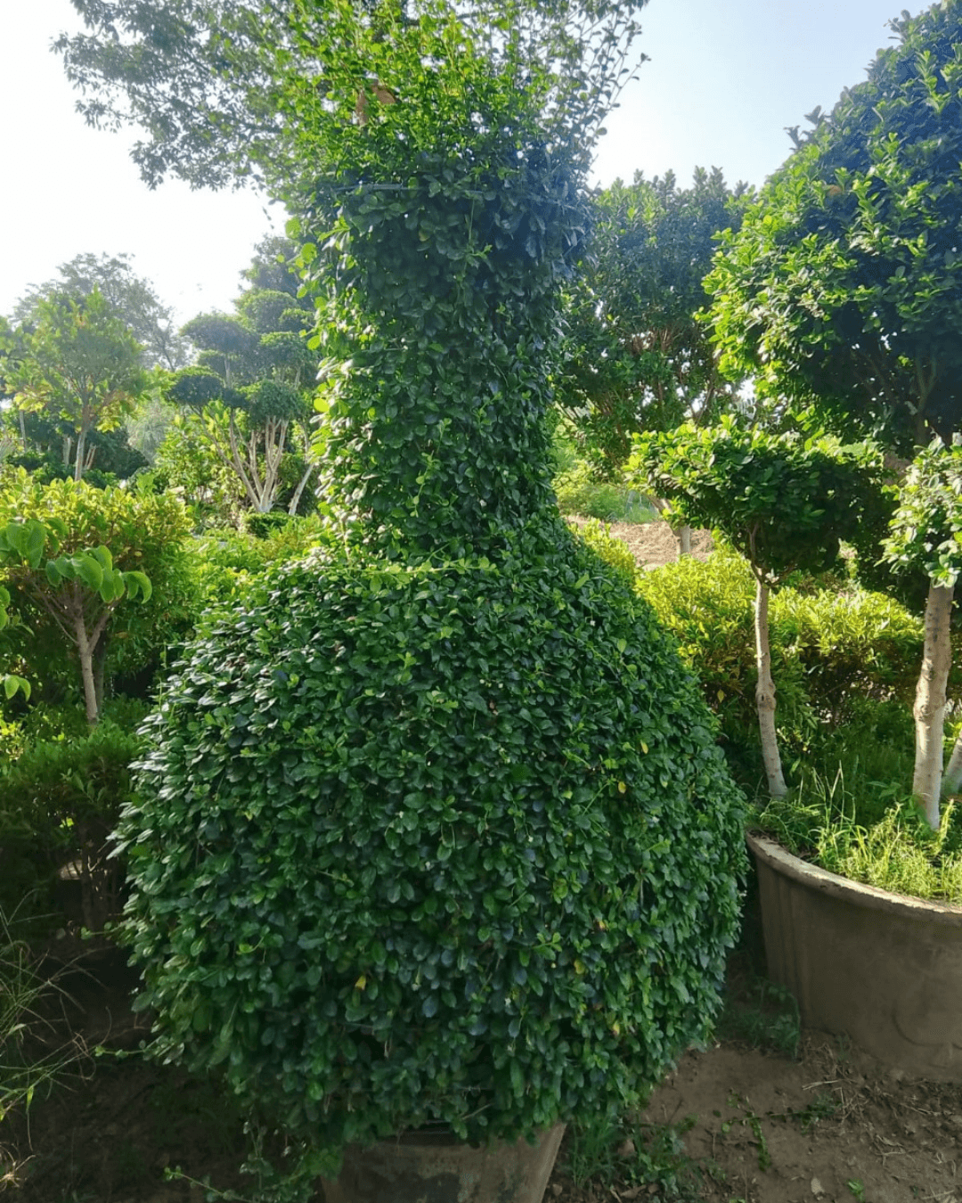 Buxus Surahi Plant