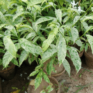 Tabernaemontana divaricata