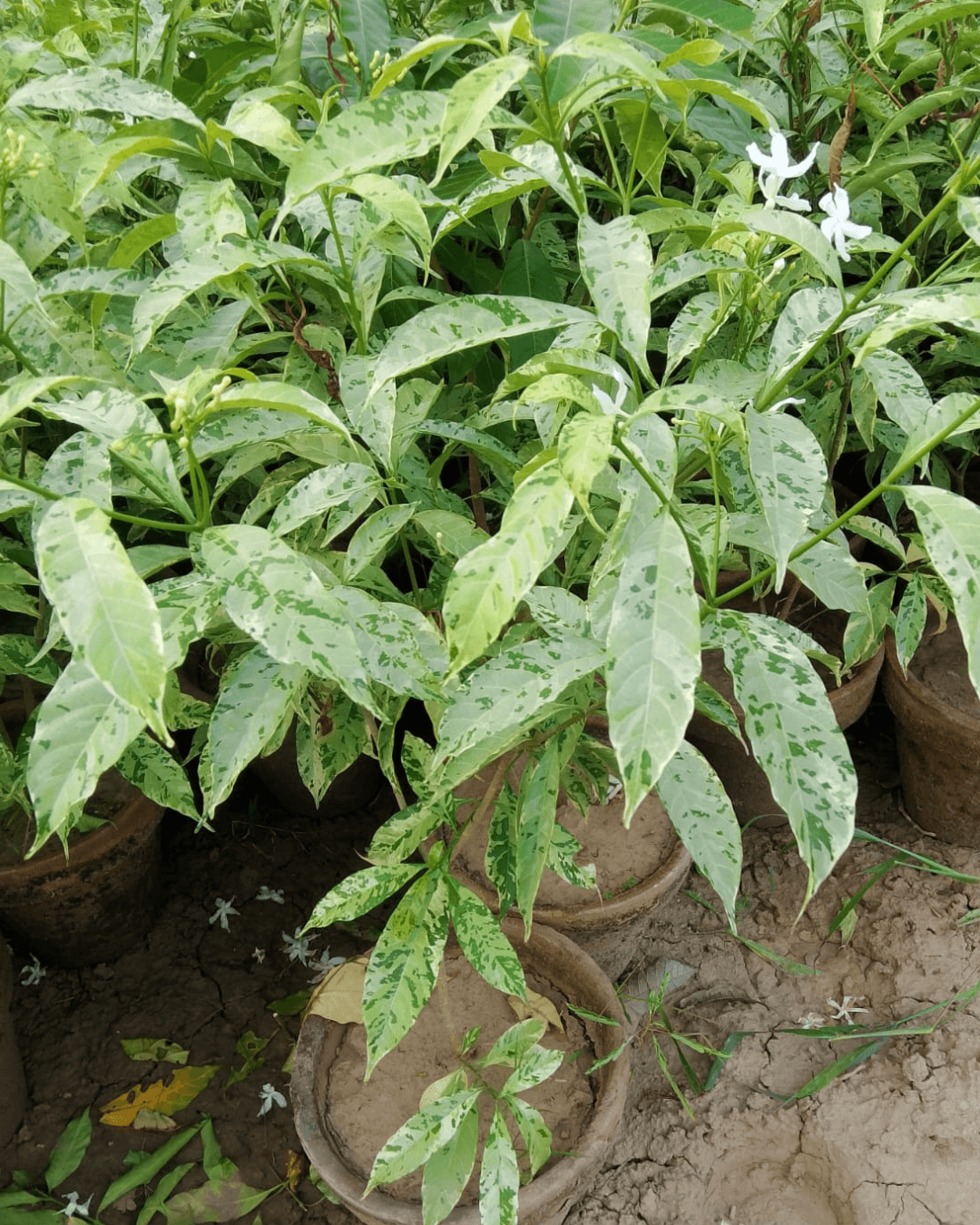 Tabernaemontana divaricata