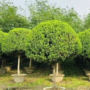 Ficus benjamina Panda