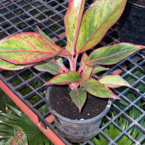 Aglaonema ‘Siam Aurora’