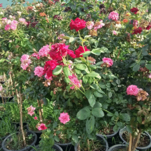 Red Chinese Roses Plant