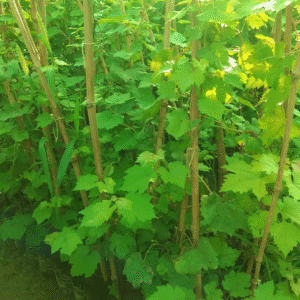 Buy Grafted Green Grapes Plant