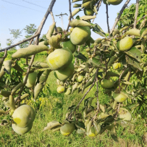 Buy Japanese Persimmon Plant