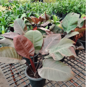 Red Emerald Philodendron