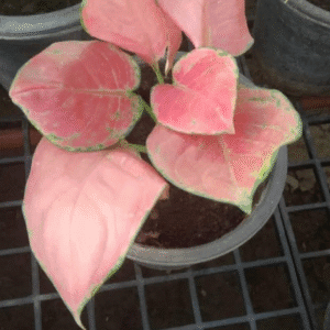 Buy Aglaonema Red Heart