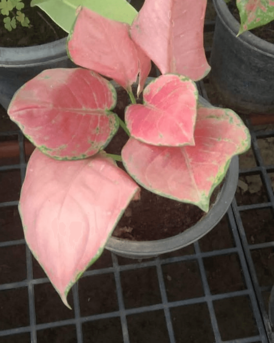 Buy Aglaonema Red Heart