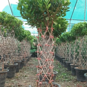 Manichar & Panda Ficus Grill