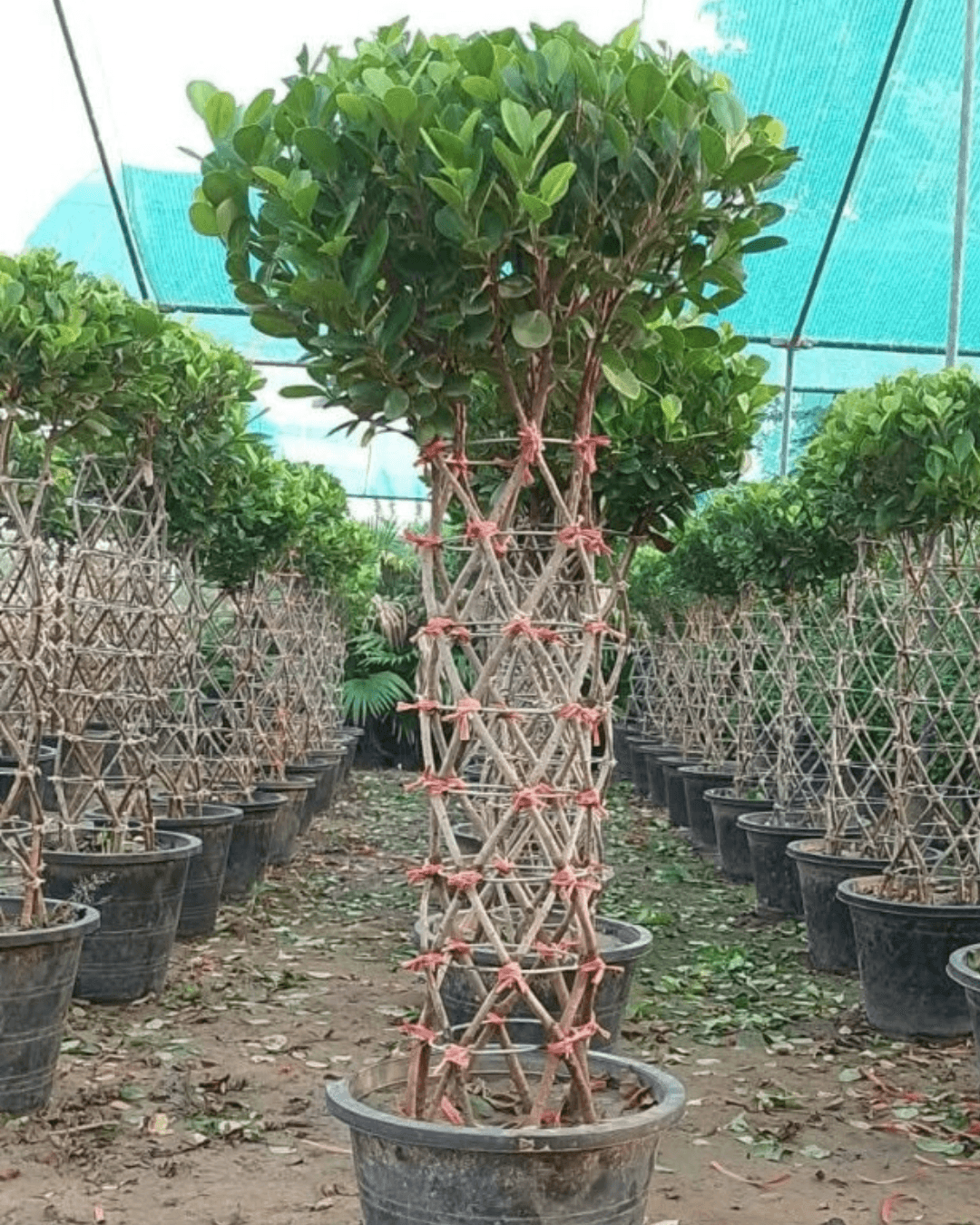 Manichar & Panda Ficus Grill