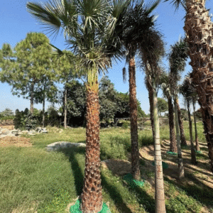 Copernicia alba Palm