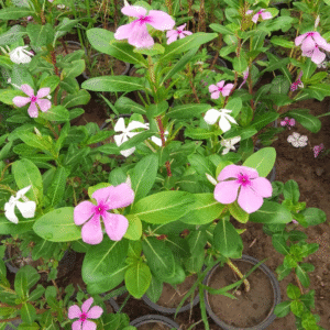 Madagascar Periwinkle