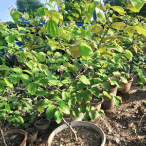 Ziziphus nummularia (Jharberi)