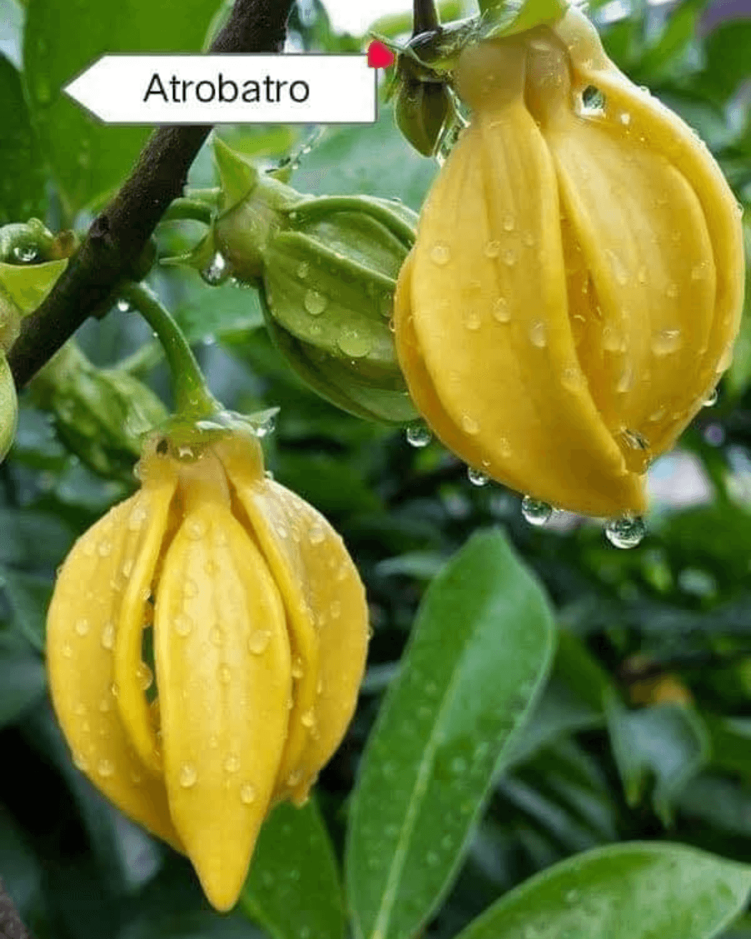 Artabotrys siamensis