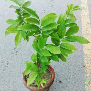 Artabotrys siamensis