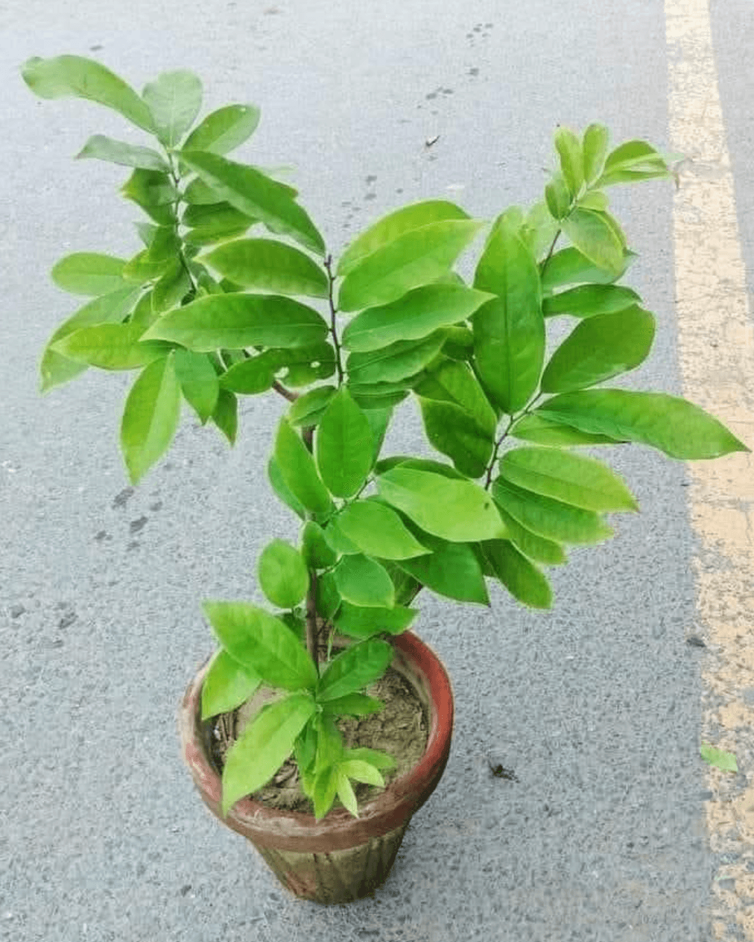 Artabotrys siamensis