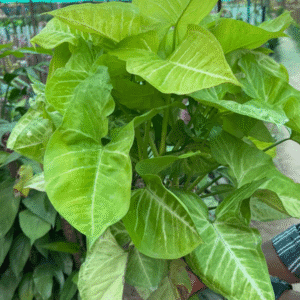 Syngonium Plant