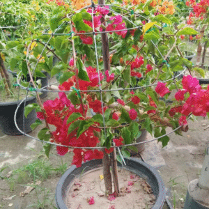 Bougainvillea Purpal King