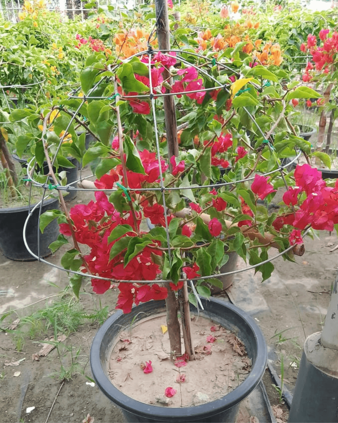 Bougainvillea Purpal King