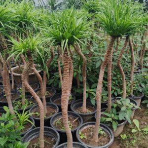 Dracaena draco