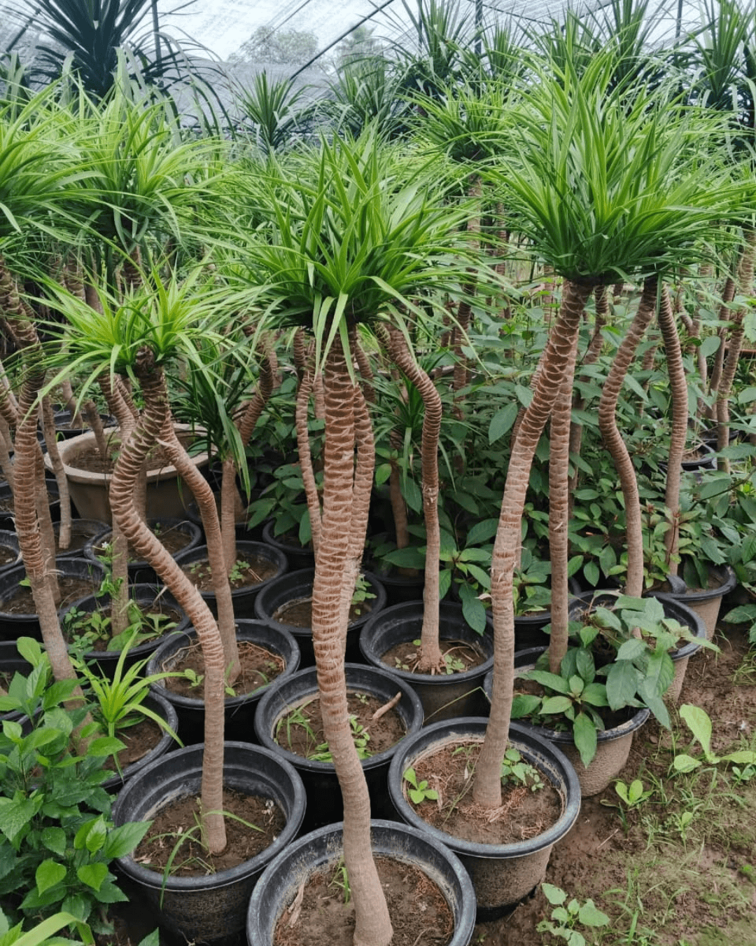 Dracaena draco