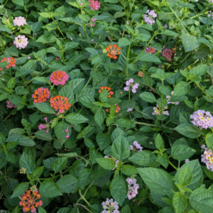 Lantana urticoides
