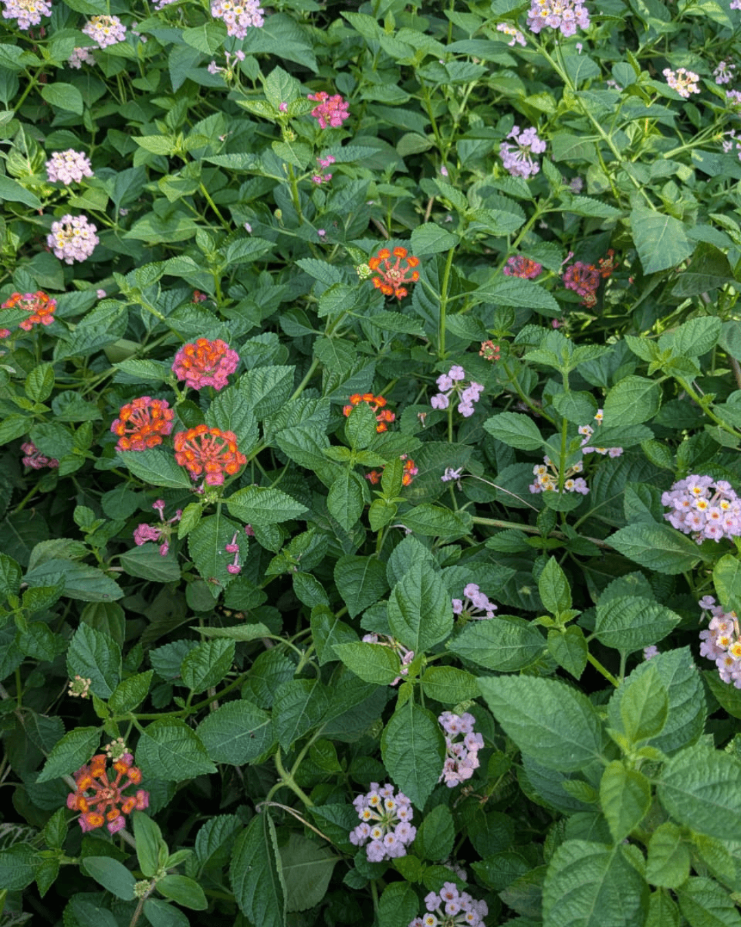 Lantana urticoides