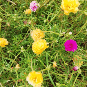 Moss-Rose Purslane (Dophr Booti)
