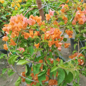 Bougainvillea Orange King