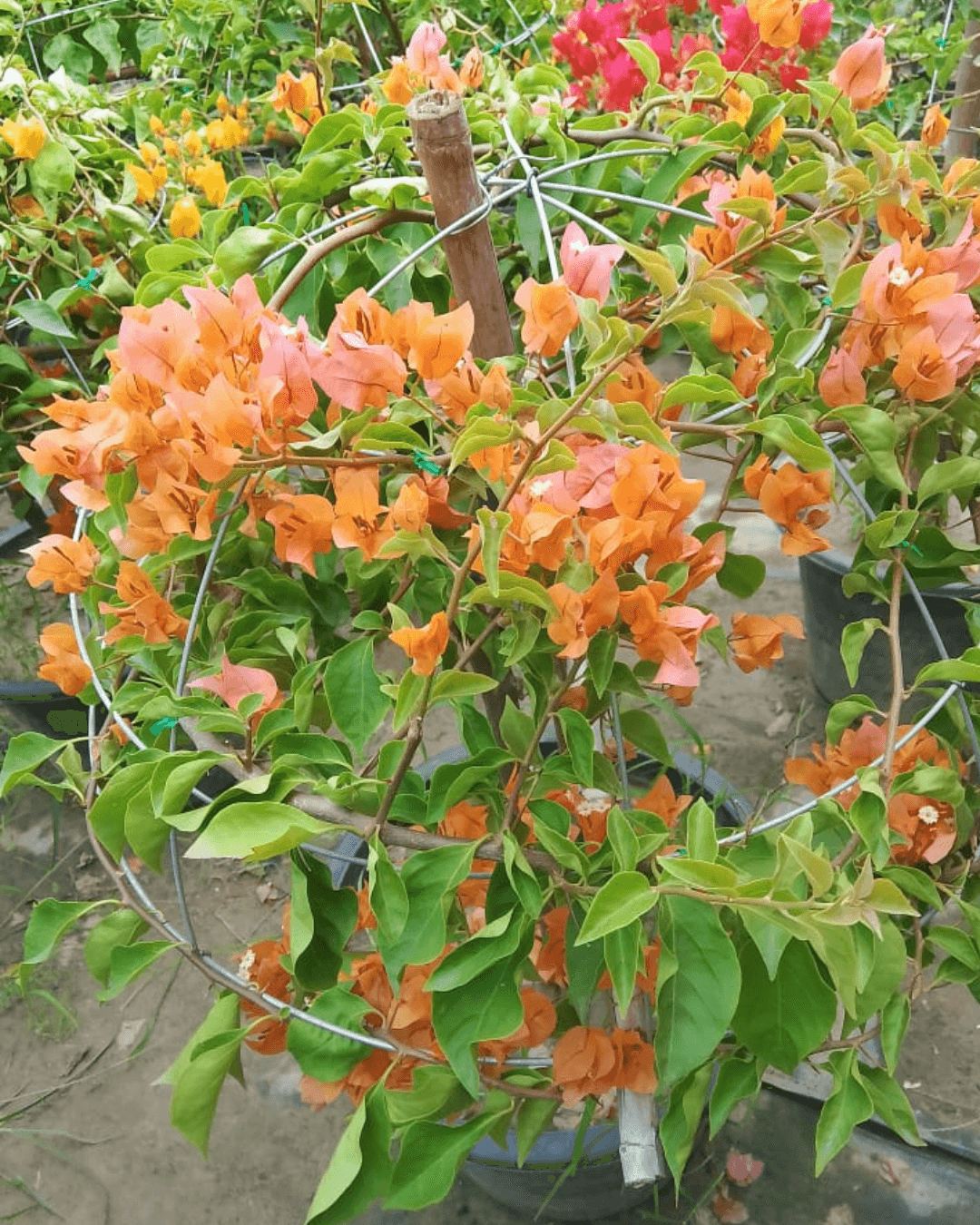 Bougainvillea Orange King