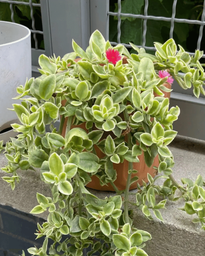 Baby Sun Rose – A Colorful Ground Cover for Your Home
