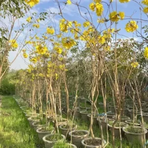 Yellow Trumpet Tree
