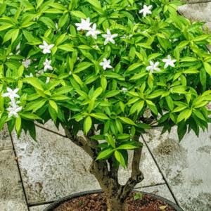 Pinwheel Flower Plant