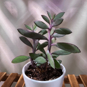 Vertical Leaf Senecio