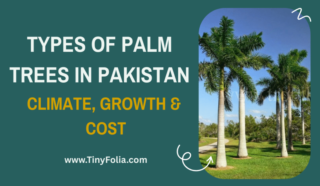 types of palm trees in pakistan