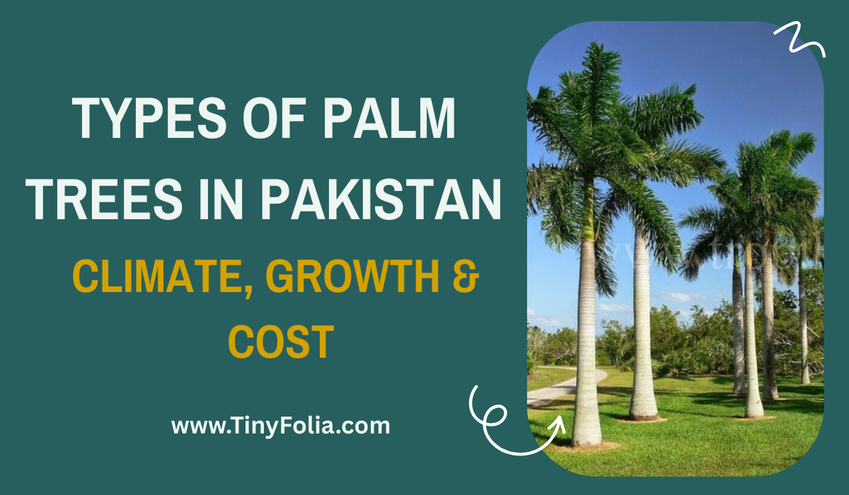 types of palm trees in pakistan