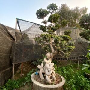 Ficus Topiary & Bonsai Plants
