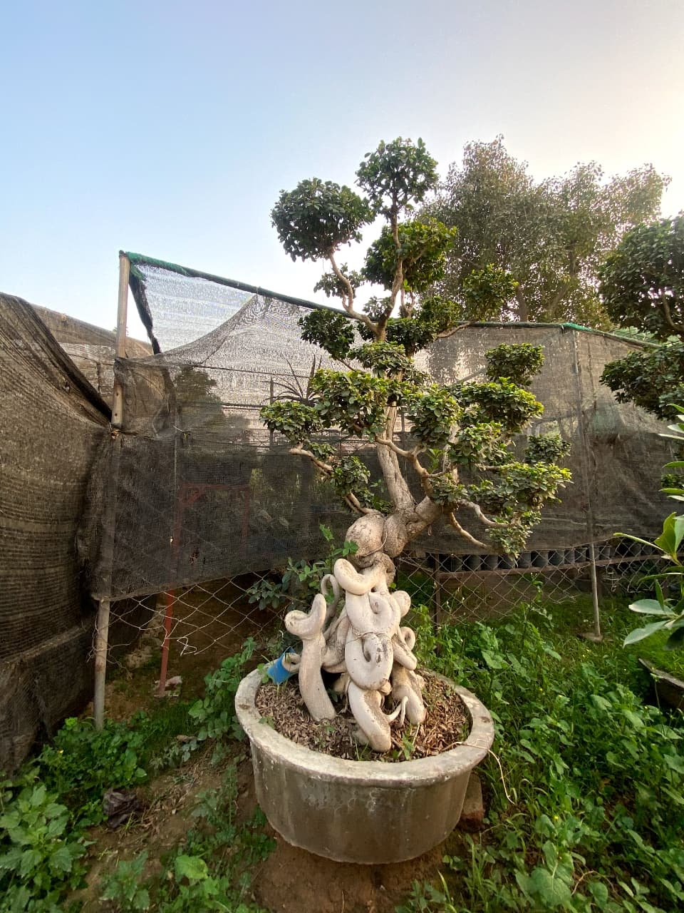 Ficus Topiary & Bonsai Plants