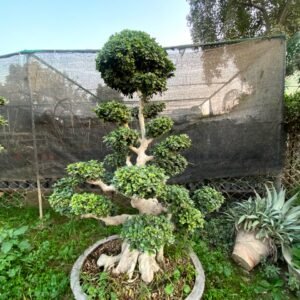 Ficus Topiary & Bonsai Plants