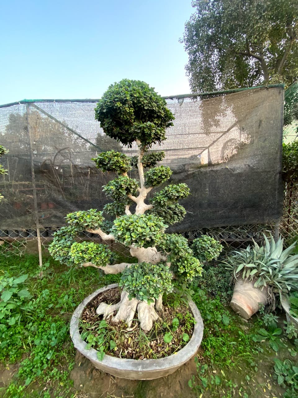 Ficus Topiary & Bonsai Plants