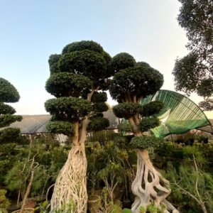 Ficus Topiary & Bonsai Plants