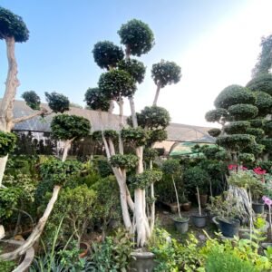 Ficus Topiary & Bonsai Plants