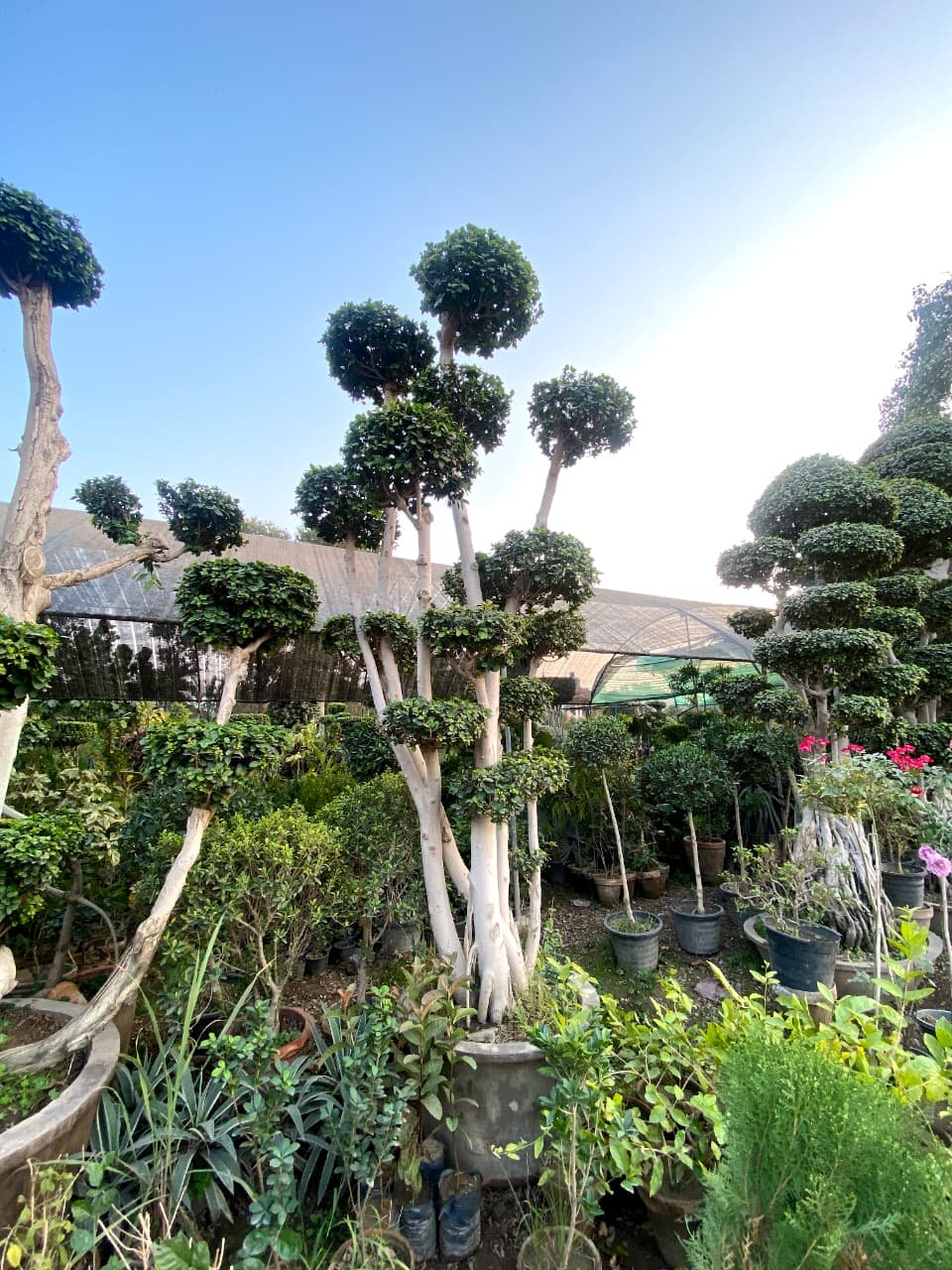 Ficus Topiary & Bonsai Plants