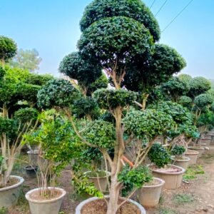 Multi Heads Bunta Ficus Plants