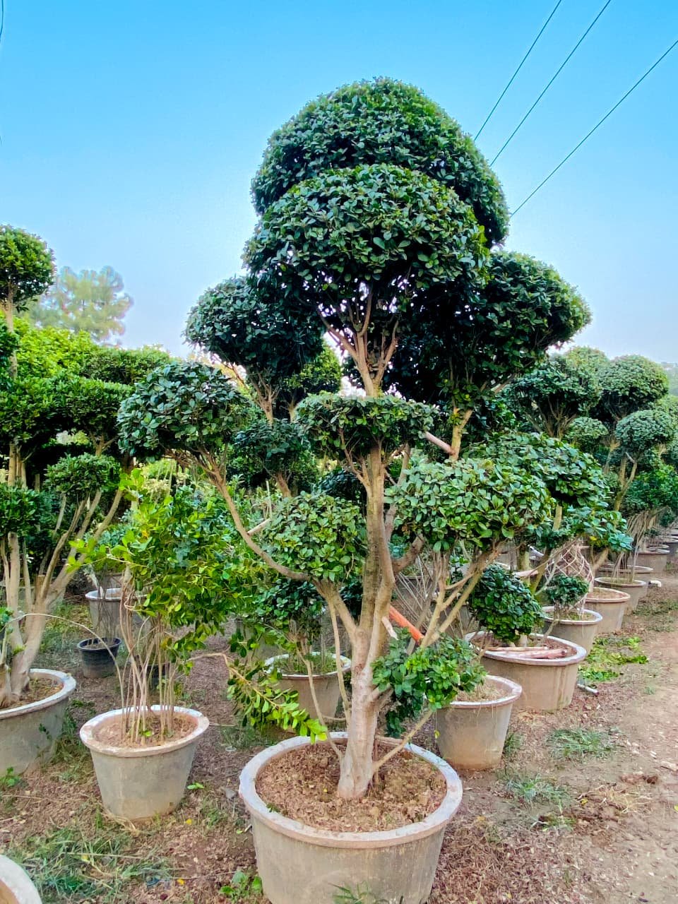 Multi Heads Bunta Ficus Plants
