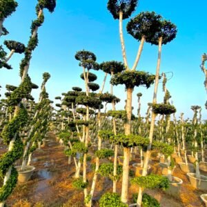 Ficus Topiary & Bonsai Plants