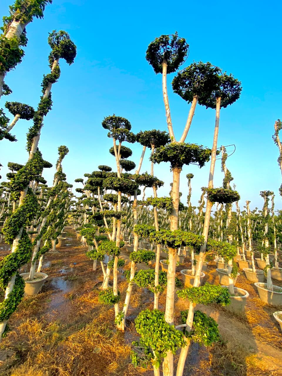 Ficus Topiary & Bonsai Plants