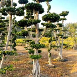 Ficus Topiary & Bonsai Plants