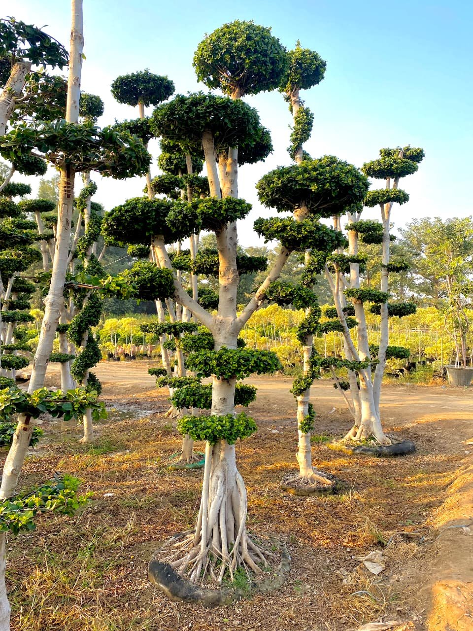 Ficus Topiary & Bonsai Plants