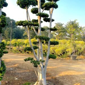 Ficus Topiary & Bonsai Plants