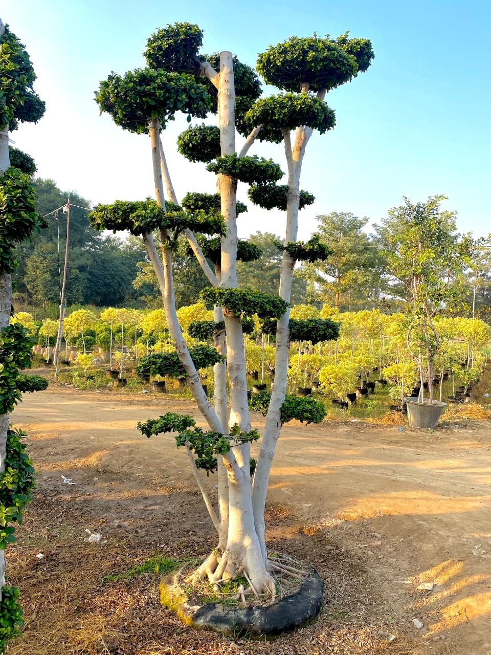 Ficus Topiary & Bonsai Plants